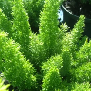 Foxtail Fern Live Plant – Set of 2 – 4 inch Pot – Outdoor/Indoor - Image 1