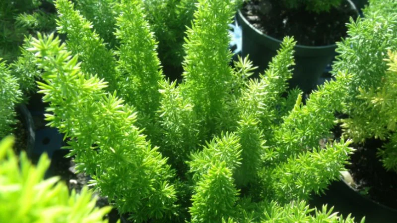 Foxtail Fern Live Plant – Set of 2 – 4 inch Pot – Outdoor/Indoor - Image 1