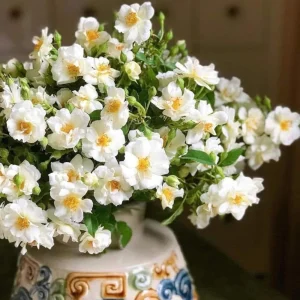 Friendship Of Stranger Rose Seeds - Rare Fragrant Rose Seeds - Cold Resistant - 30+ Seeds - Image 11