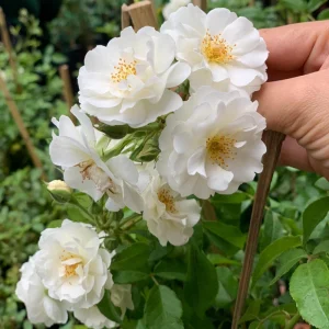 Friendship Of Stranger Rose Seeds - Rare Fragrant Rose Seeds - Cold Resistant - 30+ Seeds - Image 3
