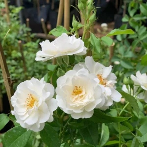 Friendship Of Stranger Rose Seeds - Rare Fragrant Rose Seeds - Cold Resistant - 30+ Seeds - Image 4