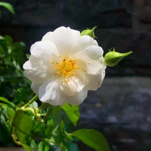 Friendship Of Stranger Rose Seeds - Rare Fragrant Rose Seeds - Cold Resistant - 30+ Seeds - Image 5