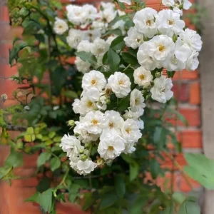 Friendship Of Stranger Rose Seeds - Rare Fragrant Rose Seeds - Cold Resistant - 30+ Seeds - Image 6