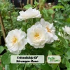 Friendship Of Stranger Rose Seeds - Rare Fragrant Rose Seeds - Cold Resistant - 30+ Seeds - Image 1