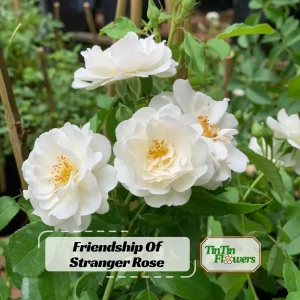Friendship Of Stranger Rose Seeds - Rare Fragrant Rose Seeds - Cold Resistant - 30+ Seeds - Image 1