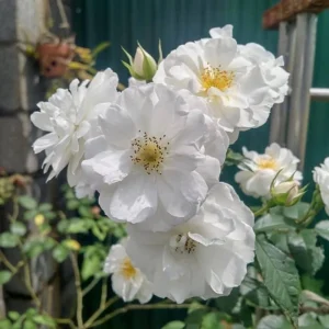 Friendship Of Stranger Rose Seeds - Rare Fragrant Rose Seeds - Cold Resistant - 30+ Seeds - Image 9