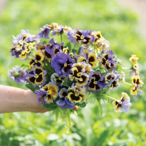 Frizzle Sizzle Yellow Pansy Seeds - 25 Seeds - Cold Resistant Flowers - Image 10