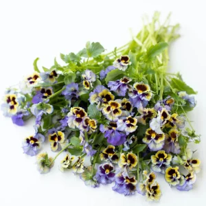 Frizzle Sizzle Yellow Pansy Seeds - 25 Seeds - Cold Resistant Flowers - Image 11