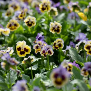 Frizzle Sizzle Yellow Pansy Seeds - 25 Seeds - Cold Resistant Flowers - Image 12