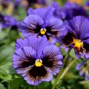 Frizzle Sizzle Yellow Pansy Seeds - 25 Seeds - Cold Resistant Flowers - Image 13