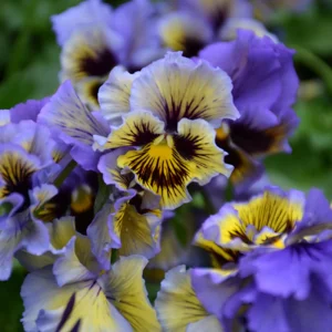 Frizzle Sizzle Yellow Pansy Seeds - 25 Seeds - Cold Resistant Flowers - Image 14