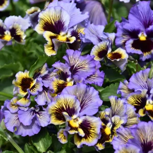 Frizzle Sizzle Yellow Pansy Seeds - 25 Seeds - Cold Resistant Flowers - Image 15