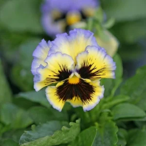 Frizzle Sizzle Yellow Pansy Seeds - 25 Seeds - Cold Resistant Flowers - Image 16