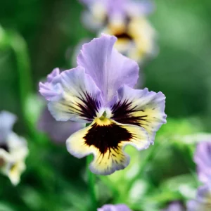 Frizzle Sizzle Yellow Pansy Seeds - 25 Seeds - Cold Resistant Flowers - Image 2