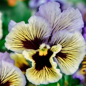 Frizzle Sizzle Yellow Pansy Seeds - 25 Seeds - Cold Resistant Flowers - Image 3
