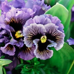 Frizzle Sizzle Yellow Pansy Seeds - 25 Seeds - Cold Resistant Flowers - Image 4