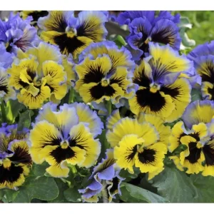 Frizzle Sizzle Yellow Pansy Seeds - 25 Seeds - Cold Resistant Flowers - Image 5