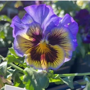 Frizzle Sizzle Yellow Pansy Seeds - 25 Seeds - Cold Resistant Flowers - Image 6
