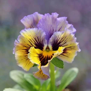 Frizzle Sizzle Yellow Pansy Seeds - 25 Seeds - Cold Resistant Flowers - Image 7