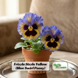 Frizzle Sizzle Yellow Pansy Seeds - 25 Seeds - Cold Resistant Flowers - Image 1