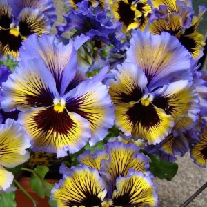 Frizzle Sizzle Yellow Pansy Seeds - 25 Seeds - Cold Resistant Flowers - Image 8