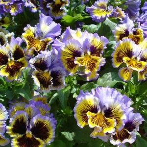 Frizzle Sizzle Yellow Pansy Seeds - 25 Seeds - Cold Resistant Flowers - Image 9