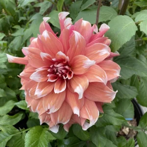 Frost Nip Dahlia Seeds - Heirloom Pollinator Friendly Flower Seeds - 40 Count - Image 10