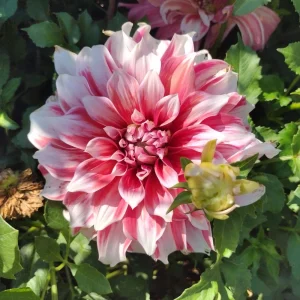 Frost Nip Dahlia Seeds - Heirloom Pollinator Friendly Flower Seeds - 40 Count - Image 11