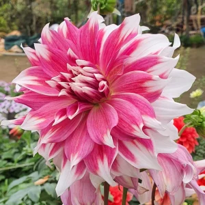 Frost Nip Dahlia Seeds - Heirloom Pollinator Friendly Flower Seeds - 40 Count - Image 13