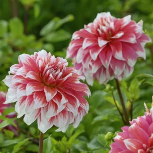 Frost Nip Dahlia Seeds - Heirloom Pollinator Friendly Flower Seeds - 40 Count - Image 2