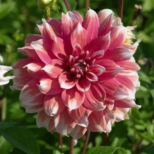 Frost Nip Dahlia Seeds - Heirloom Pollinator Friendly Flower Seeds - 40 Count - Image 3