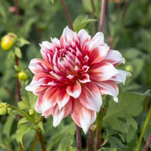 Frost Nip Dahlia Seeds - Heirloom Pollinator Friendly Flower Seeds - 40 Count - Image 4