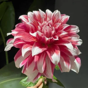 Frost Nip Dahlia Seeds - Heirloom Pollinator Friendly Flower Seeds - 40 Count - Image 5