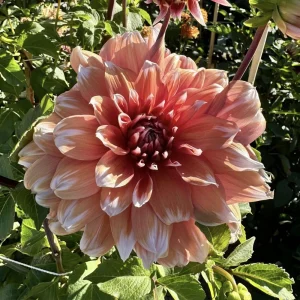Frost Nip Dahlia Seeds - Heirloom Pollinator Friendly Flower Seeds - 40 Count - Image 6