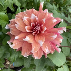 Frost Nip Dahlia Seeds - Heirloom Pollinator Friendly Flower Seeds - 40 Count - Image 7