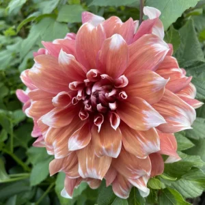 Frost Nip Dahlia Seeds - Heirloom Pollinator Friendly Flower Seeds - 40 Count - Image 8