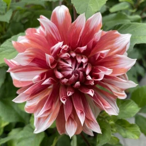 Frost Nip Dahlia Seeds - Heirloom Pollinator Friendly Flower Seeds - 40 Count - Image 9
