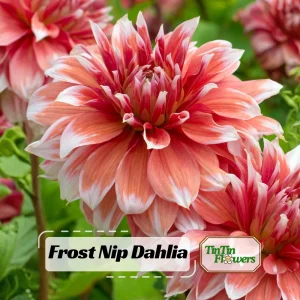 Frost Nip Dahlia Seeds - Heirloom Pollinator Friendly Flower Seeds - 40 Count - Image 1
