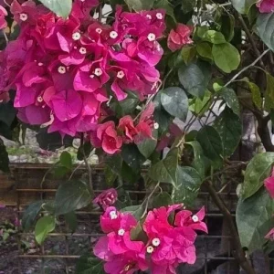 Fuchsia Bougainvillea Live Plant, 7-12 inch Tall, Potted in 4 inch Pot, Outdoor - Image 2