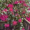 Fuchsia Bougainvillea Live Plant, 7-12 inch Tall, Potted in 4 inch Pot, Outdoor - Image 1