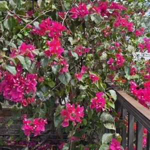 Fuchsia Bougainvillea Live Plant, 7-12 inch Tall, Potted in 4 inch Pot, Outdoor - Image 1