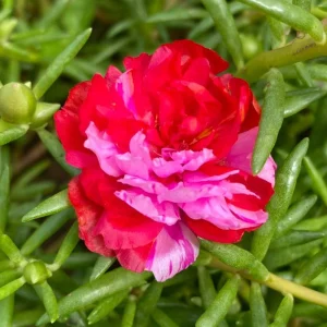 Fuchsia Pink Moss Rose Seeds - Portulaca grandiflora - Double Blooms - Heat Tolerant Ground Cover - 30 Seeds - Image 10