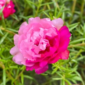 Fuchsia Pink Moss Rose Seeds - Portulaca grandiflora - Double Blooms - Heat Tolerant Ground Cover - 30 Seeds - Image 11