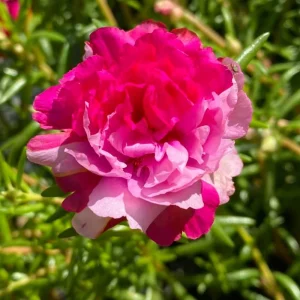 Fuchsia Pink Moss Rose Seeds - Portulaca grandiflora - Double Blooms - Heat Tolerant Ground Cover - 30 Seeds - Image 12