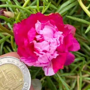 Fuchsia Pink Moss Rose Seeds - Portulaca grandiflora - Double Blooms - Heat Tolerant Ground Cover - 30 Seeds - Image 13