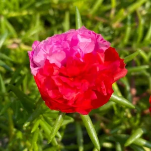 Fuchsia Pink Moss Rose Seeds - Portulaca grandiflora - Double Blooms - Heat Tolerant Ground Cover - 30 Seeds - Image 14