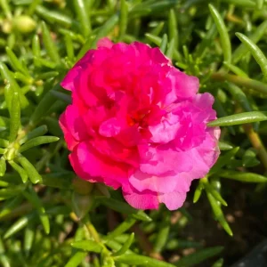 Fuchsia Pink Moss Rose Seeds - Portulaca grandiflora - Double Blooms - Heat Tolerant Ground Cover - 30 Seeds - Image 15