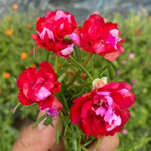 Fuchsia Pink Moss Rose Seeds - Portulaca grandiflora - Double Blooms - Heat Tolerant Ground Cover - 30 Seeds - Image 16