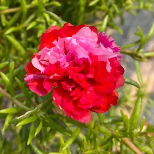 Fuchsia Pink Moss Rose Seeds - Portulaca grandiflora - Double Blooms - Heat Tolerant Ground Cover - 30 Seeds - Image 17