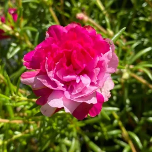Fuchsia Pink Moss Rose Seeds - Portulaca grandiflora - Double Blooms - Heat Tolerant Ground Cover - 30 Seeds - Image 2